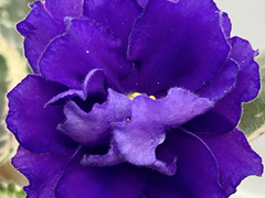 photo_nor for С-22-280, сеянец