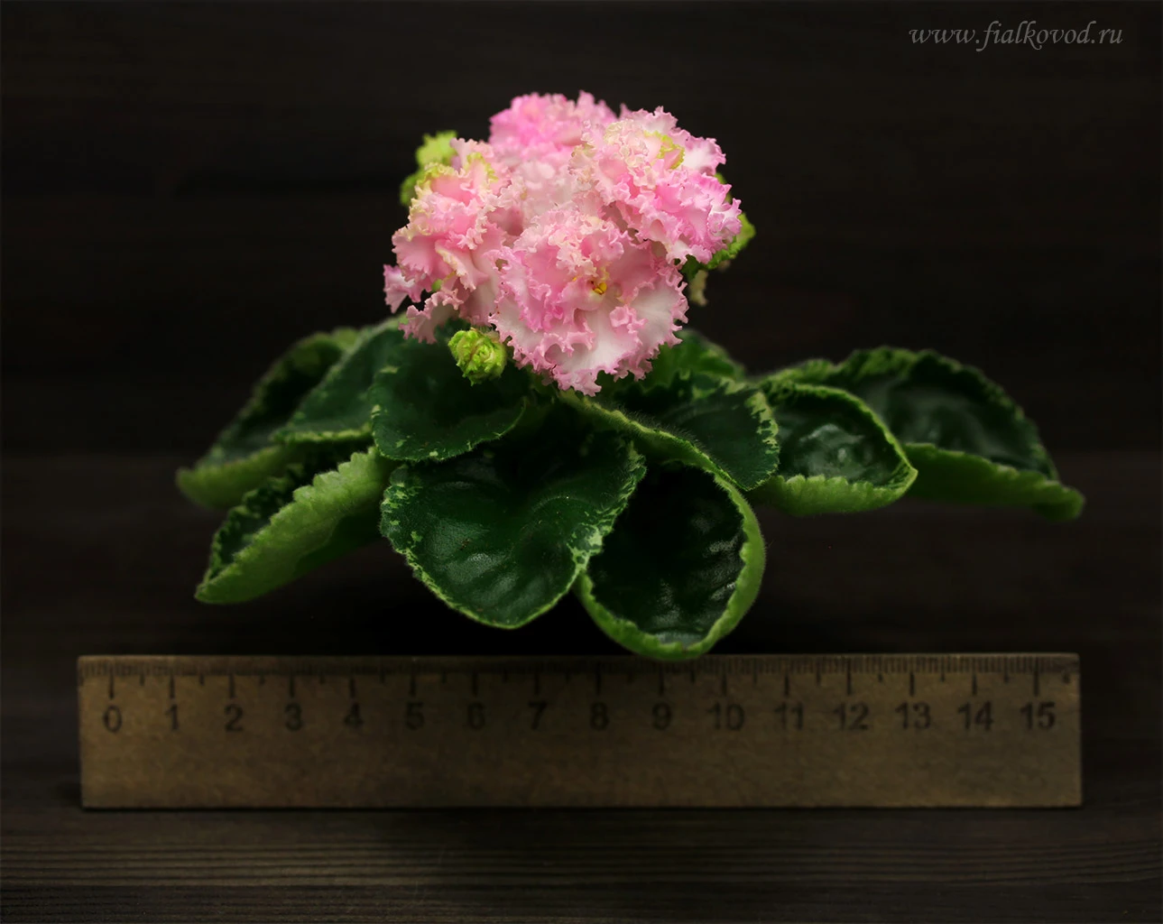 АВ-856-18, сеянец