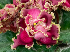 photo_nor for С-Пламя Сердец (21-088)