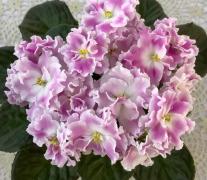 photo_nor for НД-Розе де Анжу