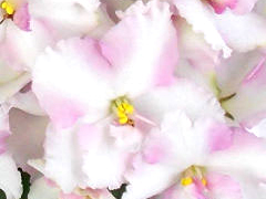 photo_nor for Наш Балет
