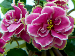 photo_nor for Свежесть