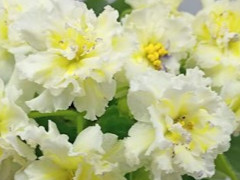photo_nor for РС-Золотистый Луч