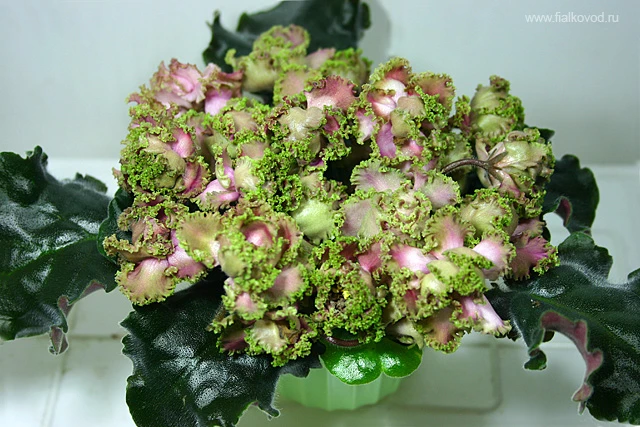 Island Rose