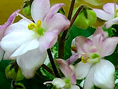 photo_nor for Н-Церешка