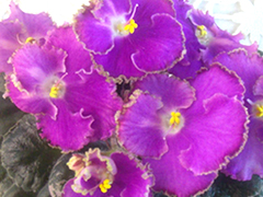 photo_nor for Н-Капризуля