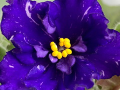 photo_nor for С-23-70, сеянец