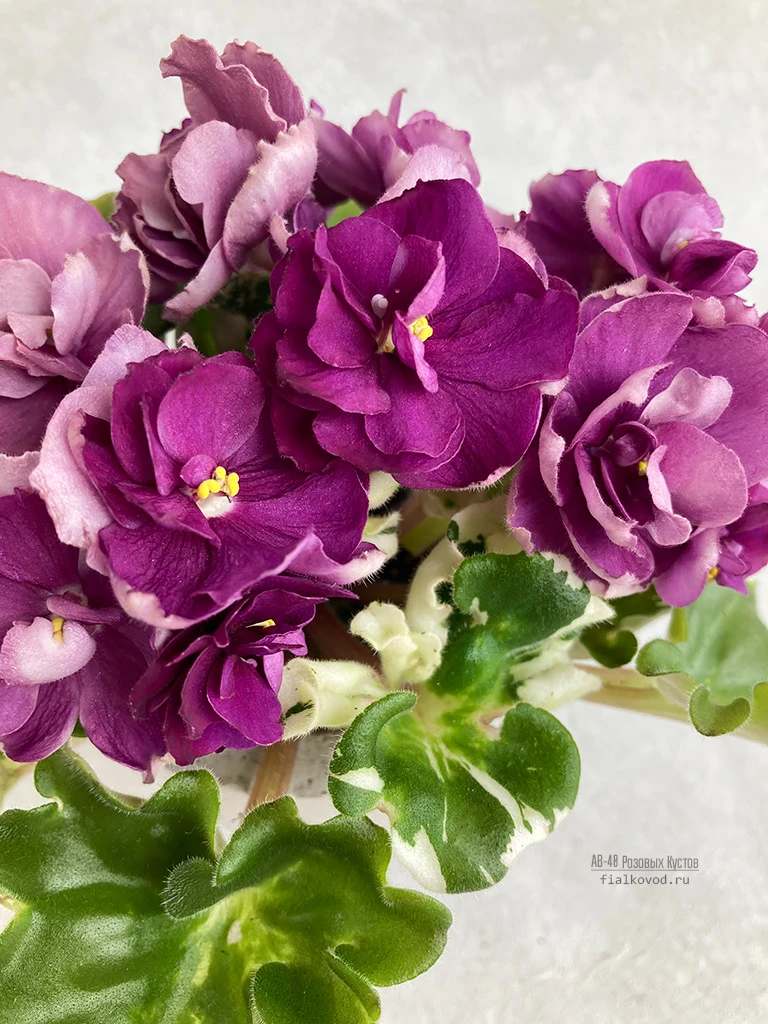 Ф-Сорок Розовых Кустов (878-144)