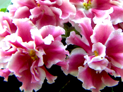 photo_nor for Кудряшка Сью