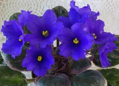 photo_nor for ЕК-Сапфиры от Тиффани