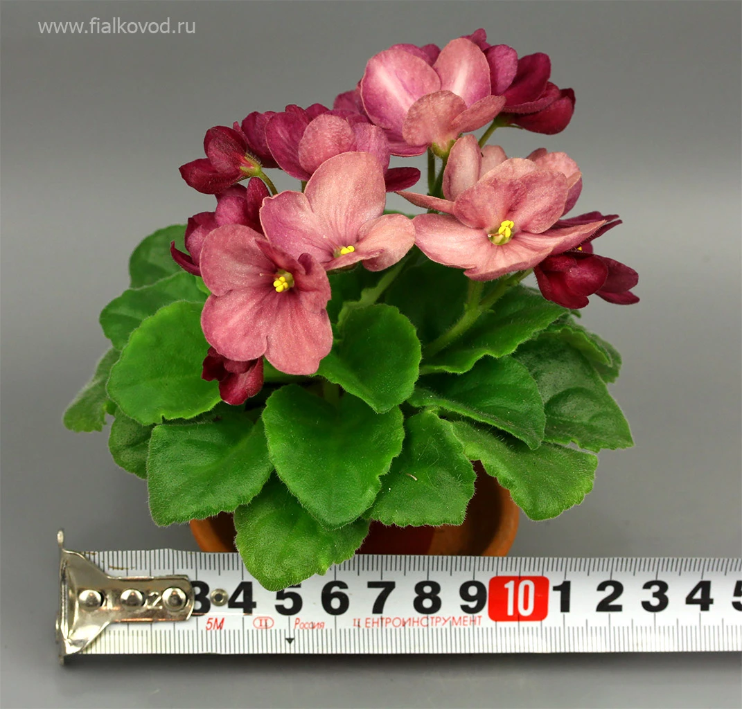 117648-2.jpg