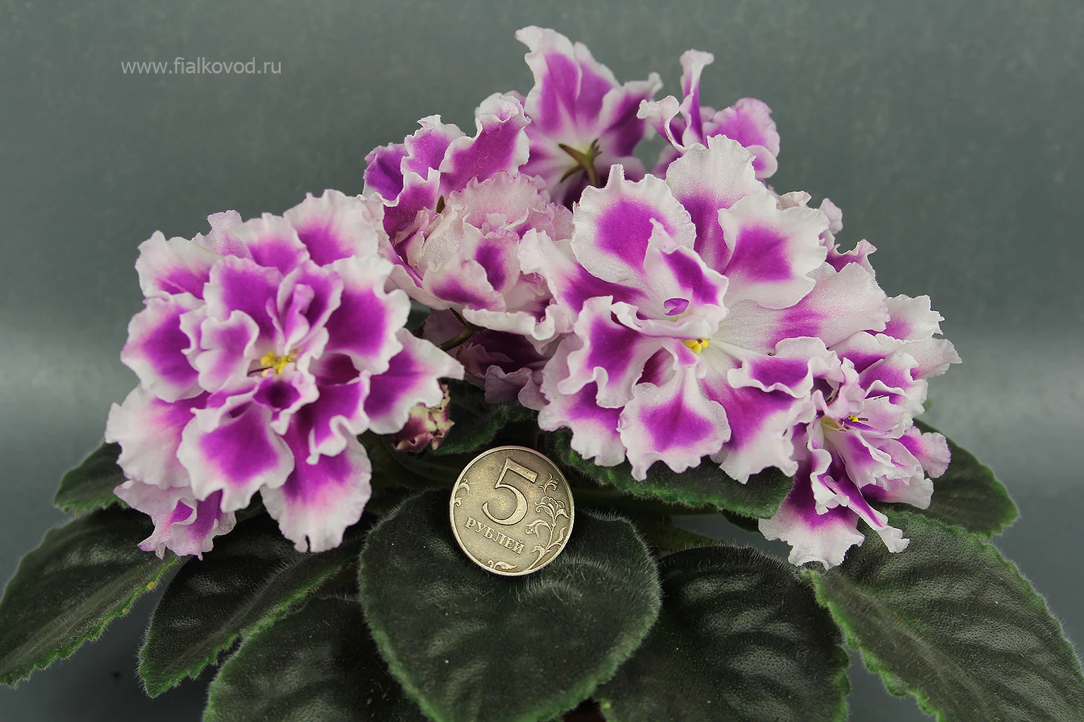 АВ-771-180, сеянец