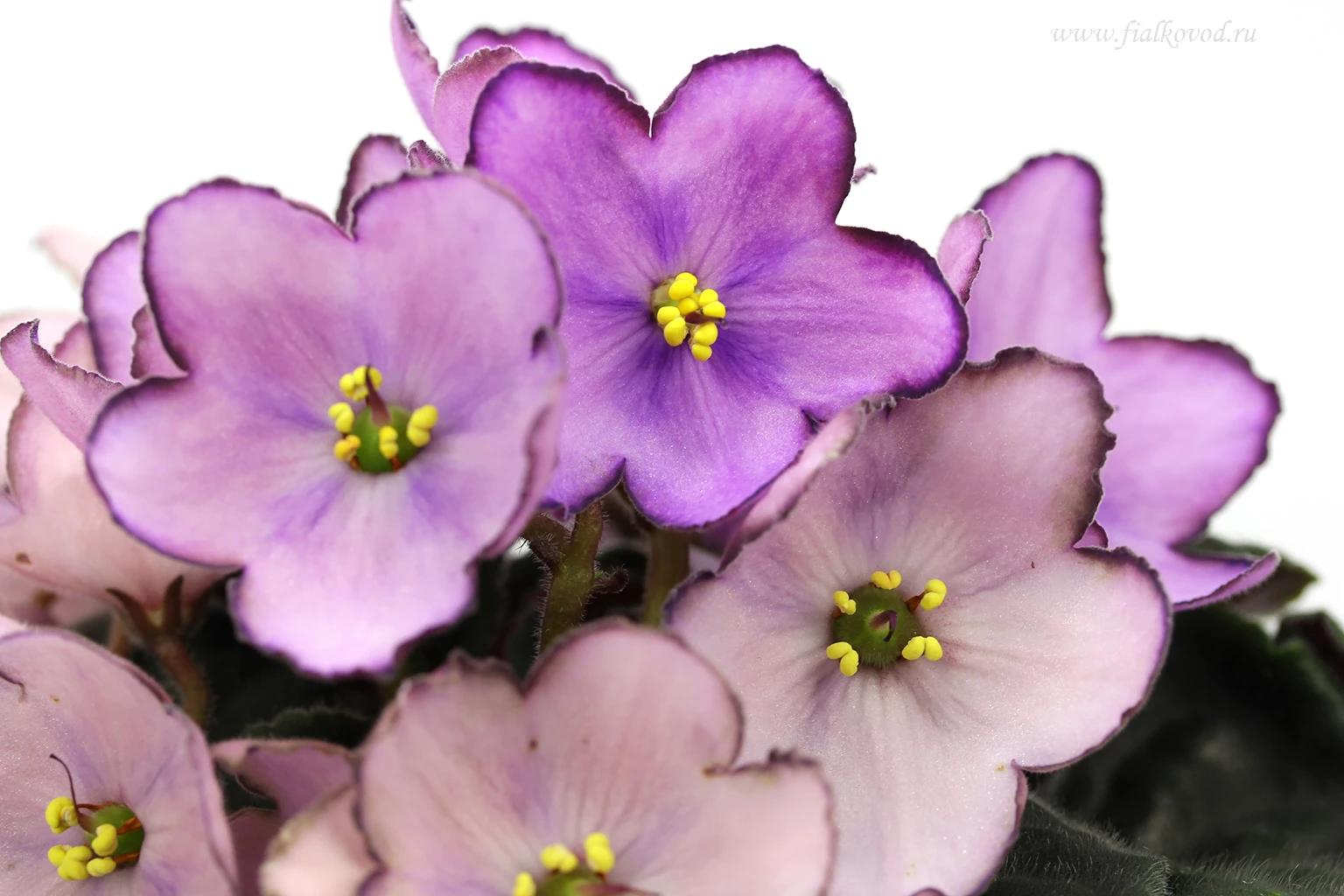 130344-7.jpg