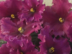 photo_nor for Ален-Анабель