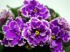 photo_nor for ЕК-Русский Сувенир