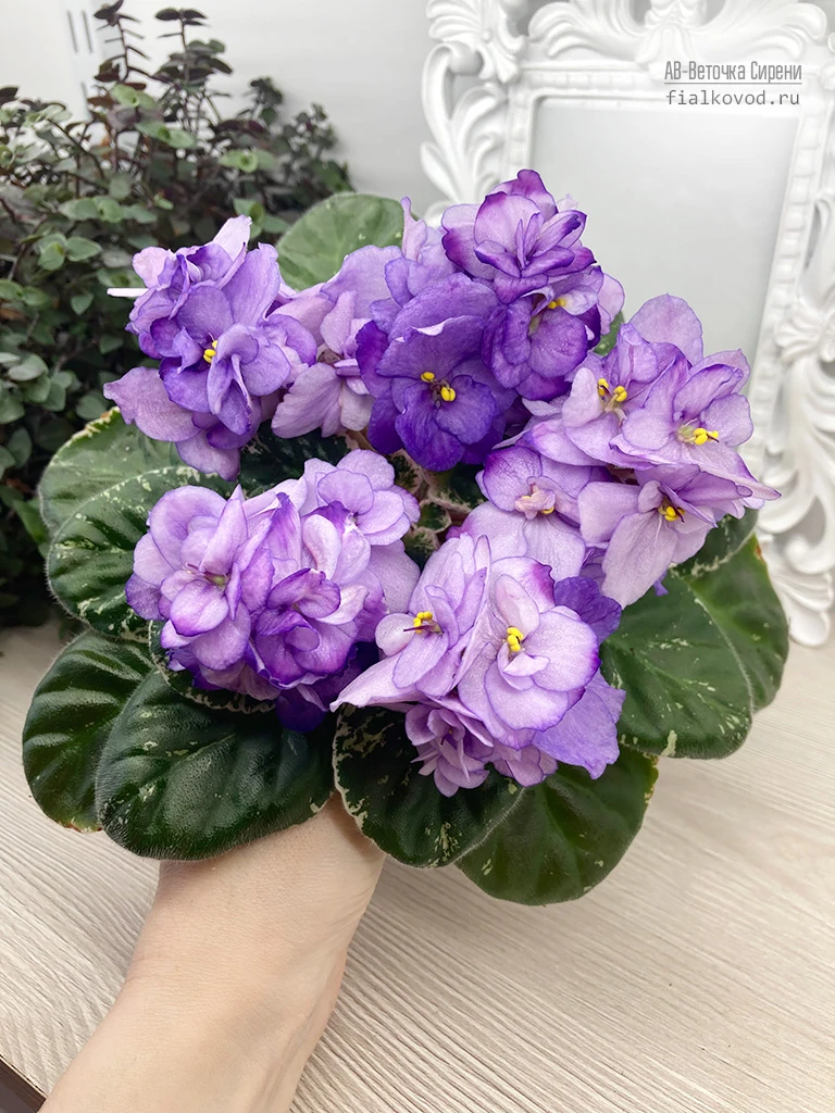 АВ-Веточка Сирени