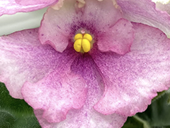 photo_nor for С-Нежная Анюта (22-221)