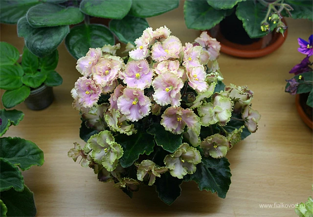 Rob's Antique Rose