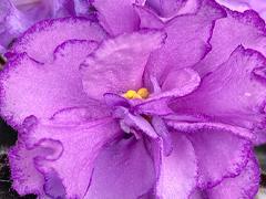 photo_nor for С-Лавандовый Блюз (22-456)