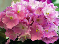 photo_nor for Heaven's A-calling