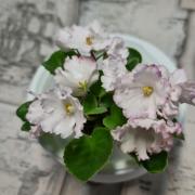 photo_nor for ЕК-Ангельская Песня