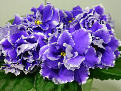 photo_nor for РС-Виконт