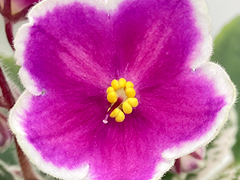 photo_nor for С-Сладкая Моя (22-466)