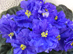 photo_nor for ЕК-Синее-Синее Море