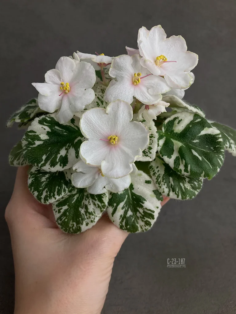 Фиалка С-Подарок для Снегурочки (23-107) (Фиалковод) - купить в