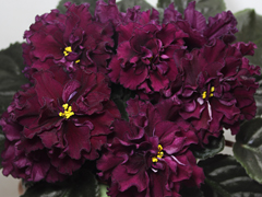 photo_nor for АВ-Крымская Черешня