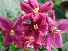 photo_nor for Красное Море