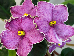 photo_nor for АВ-Декаданс (772-2)