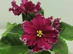 photo_nor for ЛЕ-Марс