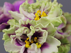 photo_nor for АВ-795-122, сеянец