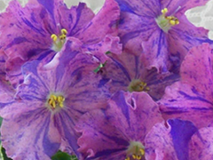 photo_nor for ЛЕ-Сюрприз Зимы спорт