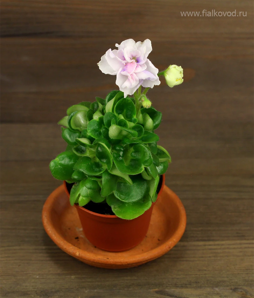 АВ-833-55, сеянец