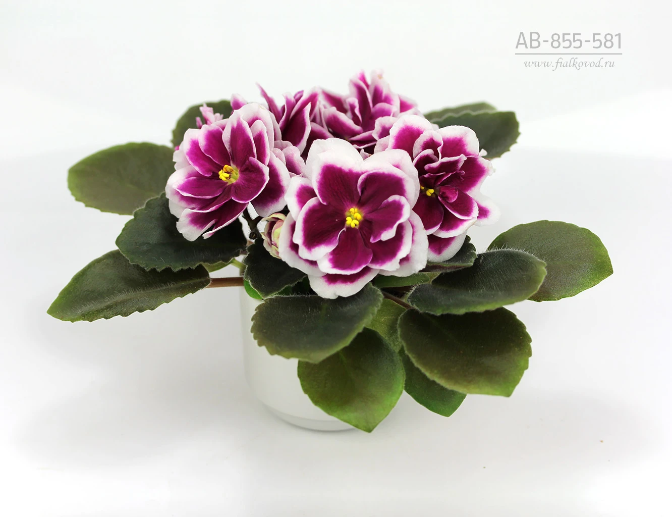 АВ-855-581, сеянец