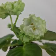 photo_nor for ЛЕ-Мастер Йода