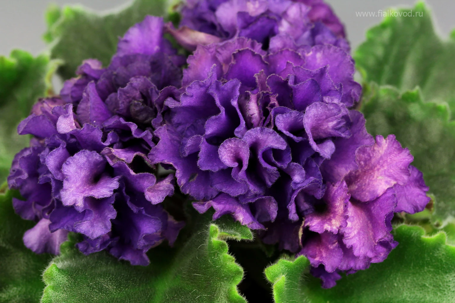 АВ-845-36, сеянец