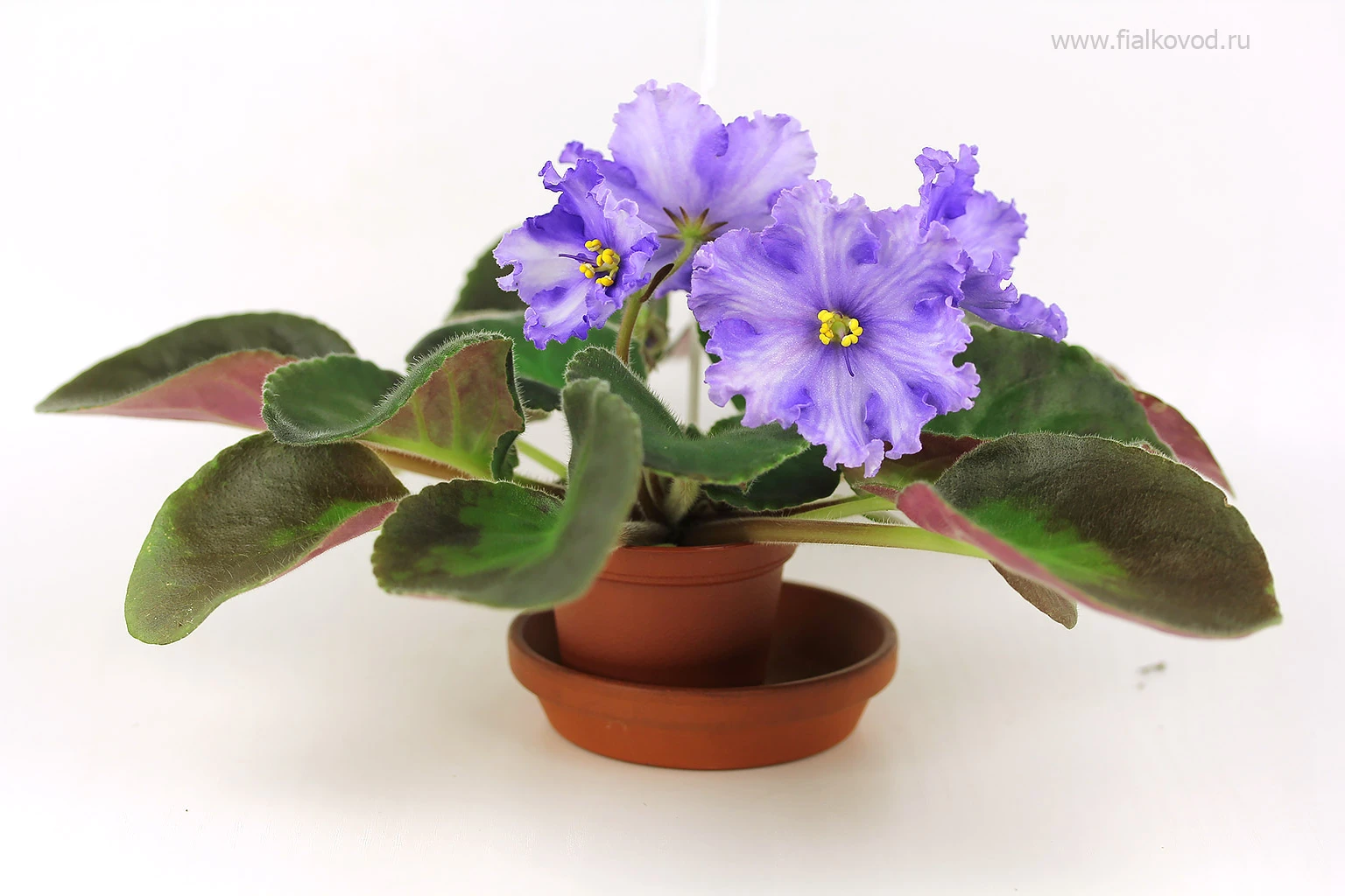 АВ-819-43, сеянец