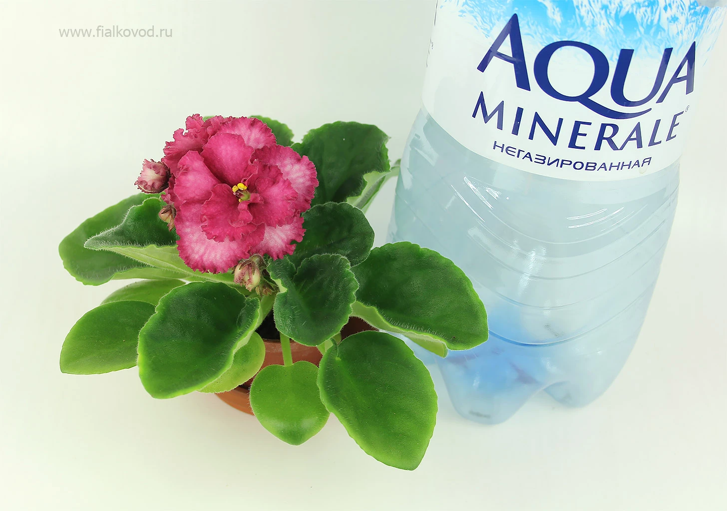 АВ-Поцелуй спорт