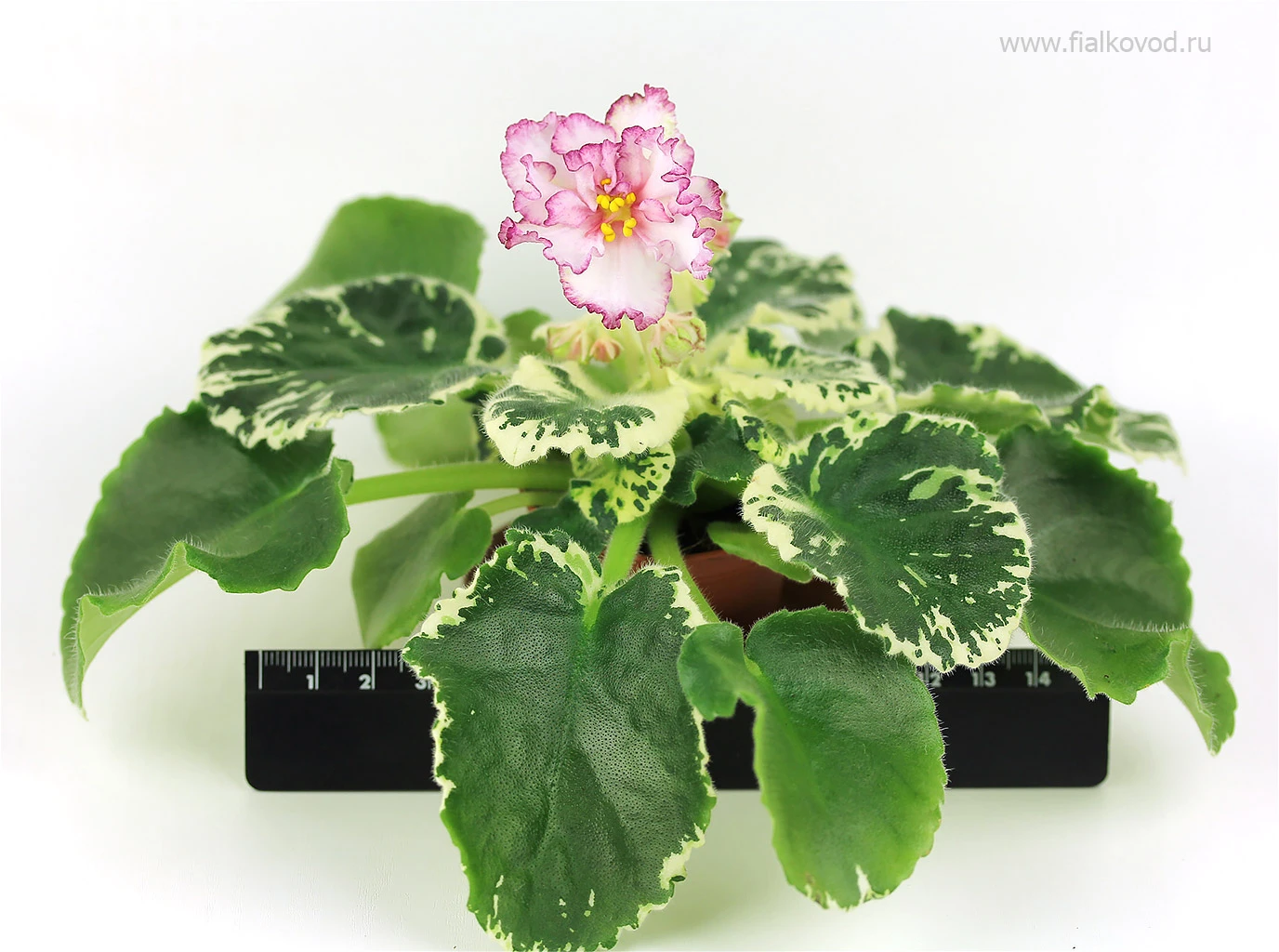 АВ-812-59, сеянец