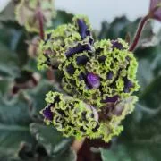 photo_nor for РС-Дремучий Лес Люкс