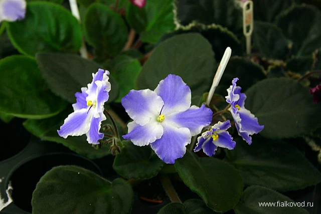 Tafetta Blue