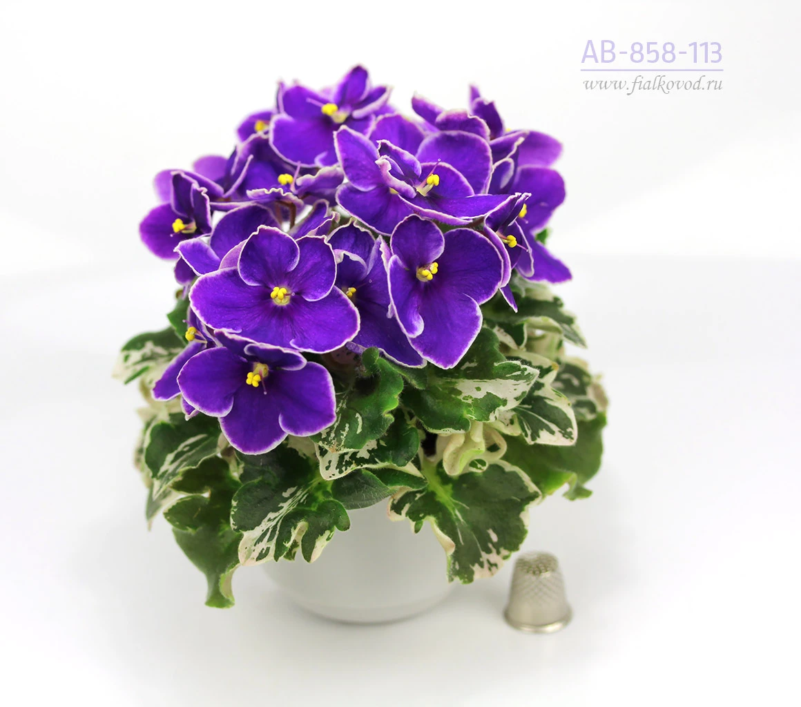 АВ-858-113, сеянец