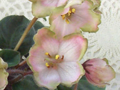 photo_nor for ЛЕ-Розовый Мускат