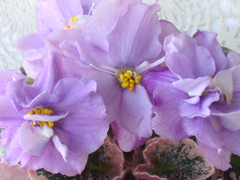 photo_nor for ЕК-Сиреневый Вальс
