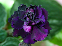 photo_nor for Любимой Жене
