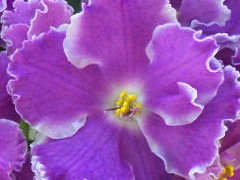 photo_nor for ЕК-Яркое Кимоно