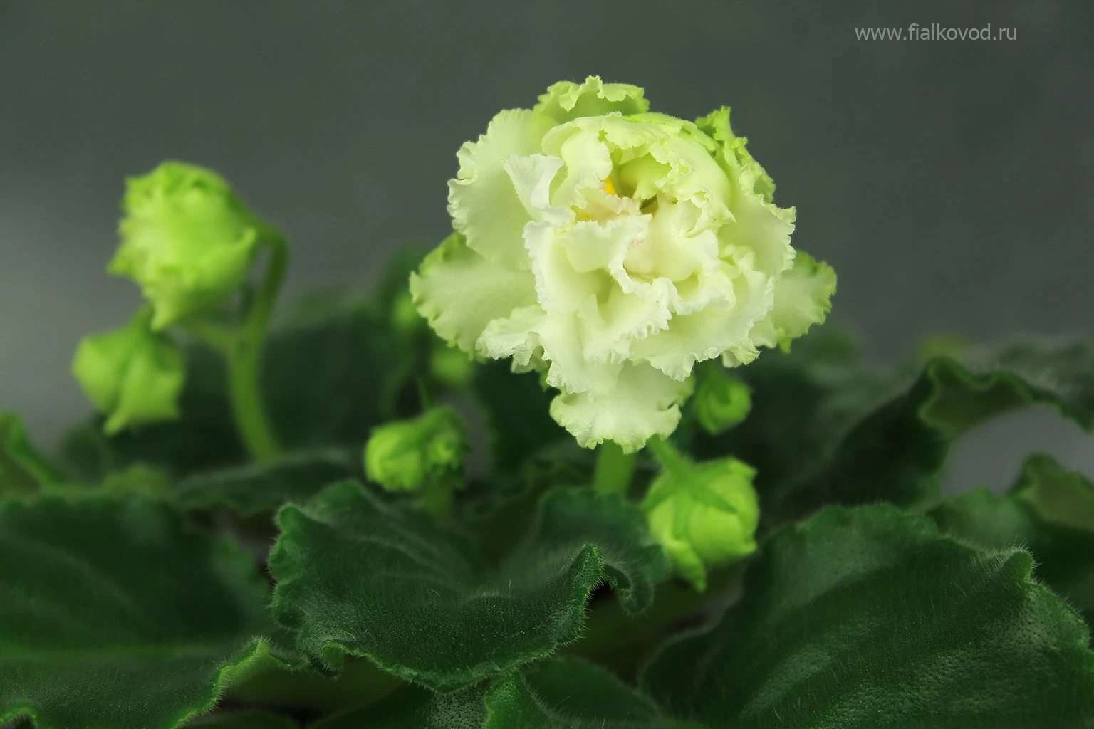 АВ-793-45, сеянец